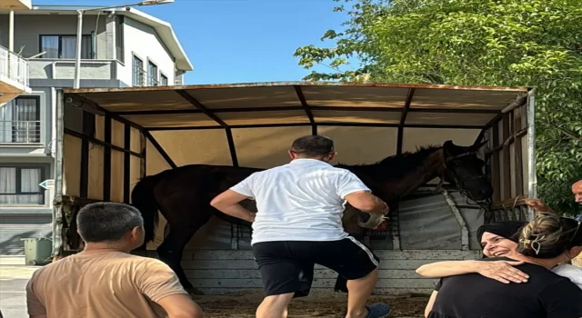 Bursa’da yaralı halde arabaya koşulan at koruma altına alındı