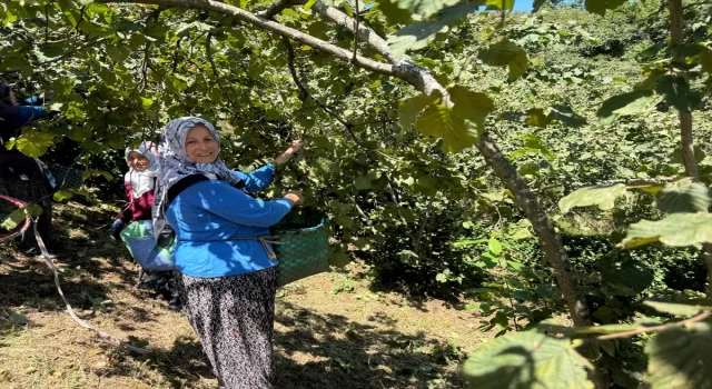 Giresun’da üreticiler fındık hasadına başladı