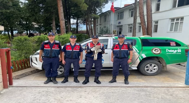 Çorum’da bitkin halde bulunan kartal koruma altına alındı