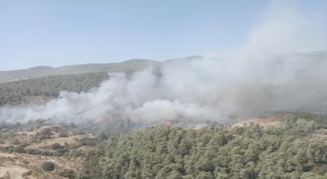 Muğla’nın Milas ilçesinde çıkan orman yangınına müdahale ediliyor