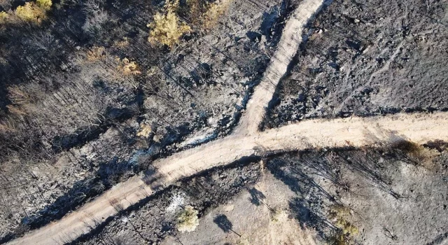 Muğla’nın Milas ilçesinde çıkan orman yangını kontrol altına alındı