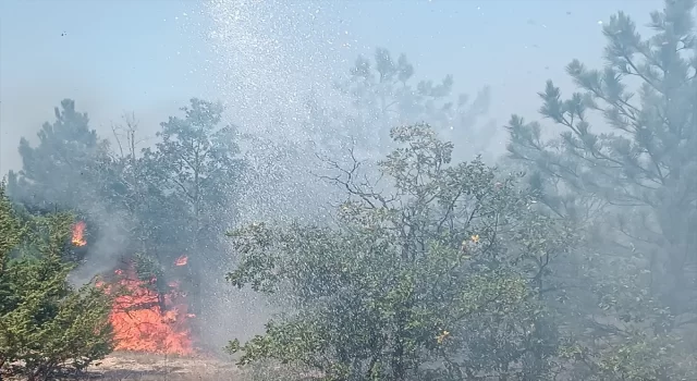 Yozgat’ın Çekerek ilçesinde orman yangını çıktı