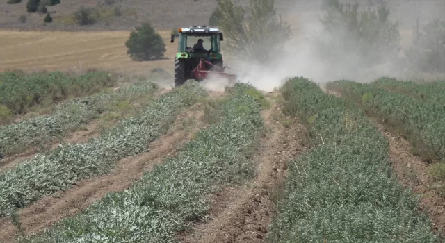 Kuraklık sebebiyle ada çayı yeterince büyümeyince çiftçi hasatta zorlanıyor