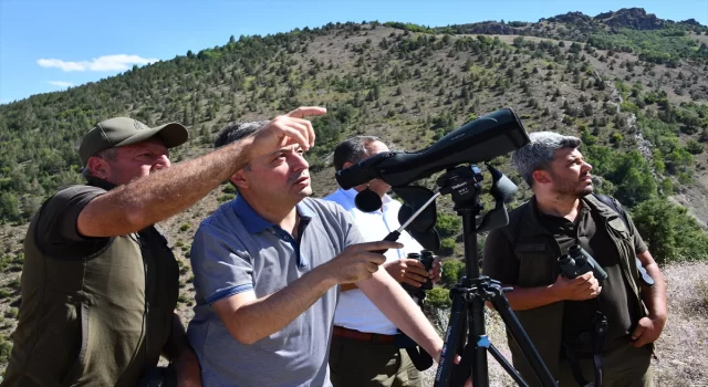 Gümüşhane Valisi Tanrısever, dağ yamaçlarındaki yaban keçilerini görüntüledi