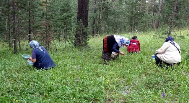 Kars’ta yağışların ardından yaban mersini bereketi yaşanıyor