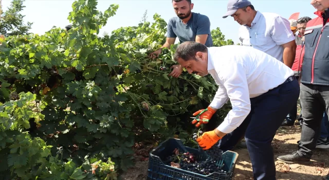 Hatay’da üzüm üreticisinin hasat mesaisi başladı 