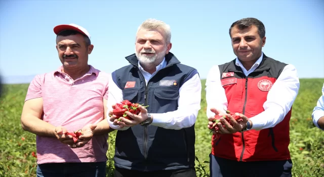 Coğrafi işaret tescilli Maraş biberinin hasadı başladı