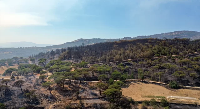 Aydın’daki orman yangınında yanan alanlar dronla görüntülendi