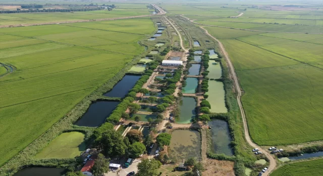 Edirne’de üretilen 10 milyon yavru sazan balığı baraj ve göletlere bırakıldı