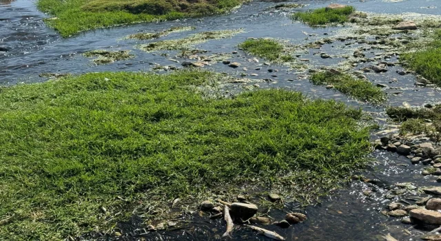 Gaziantep’te dereye bıraktığı atık suyla balık ölümlerine yol açan işletmeye ceza