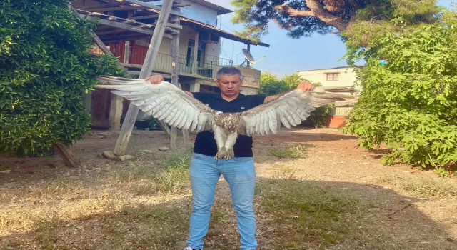 Adana’da bulunan yaralı kartal tedaviye alındı