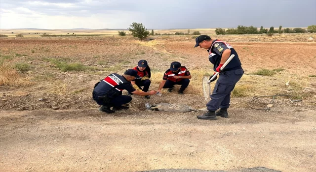 Kırıkkale’de yaralı bulunan bal porsuğu tedaviye alındı