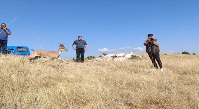 Kazankaya Kanyonu’na 5 dağ keçisi daha bırakıldı