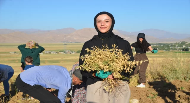 Yüksekovalı kadın girişimciler ektikleri nohudun hasadına başladı