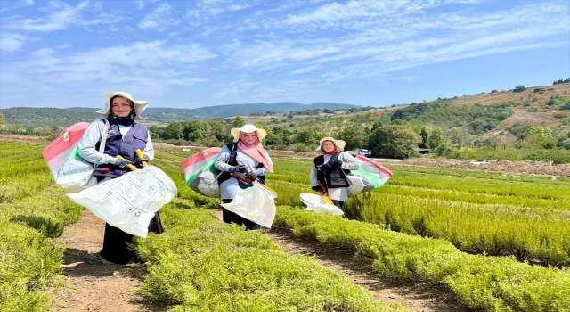 Kocaeli’de biberiye hasadı başladı