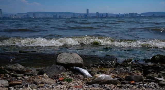 İzmir Körfezi’nde balık tutulmaması için uyarıcı afişler asıldı