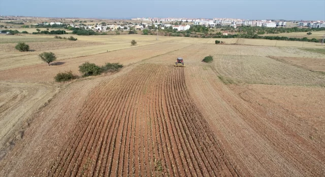 Trakya’da ayçiçeği hasadı sürüyor