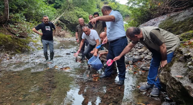 Samsun’da dereye 5 bin kırmızı benekli alabalık yavrusu bırakıldı