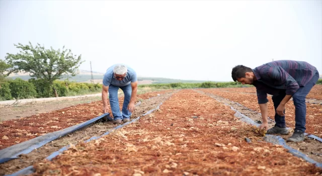 Manisa’da sağanak üzüm sergilerinde hasara neden oldu