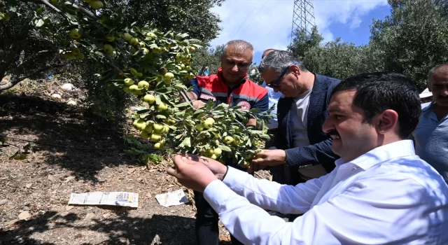 Hatay’da üretilen alıcın hasadına başlandı 