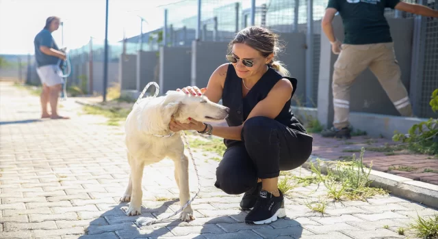 Antalya Büyükşehir Belediyesi barınağındaki 642 kedi ve köpek sahiplendirildi