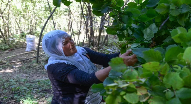 Hizan’da çiftçiler fındık hasadında