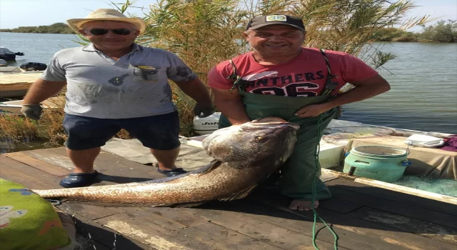 Meriç Nehri’nde balıkçılar 41 kilogramlık granyöz balığı yakaladı