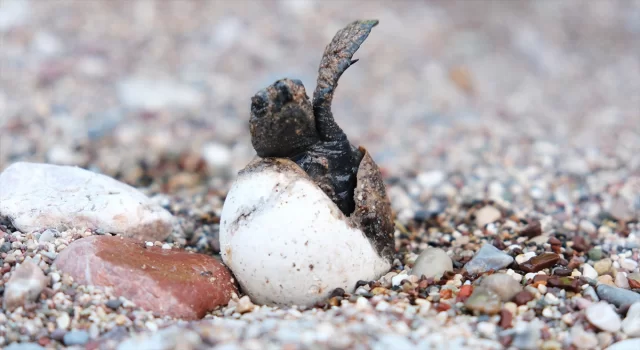 Antalya’nın Çıralı sahilinde 4 bin caretta caretta denizle buluştu