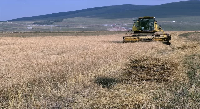 Ardahan’da tescilli kavılca buğdayında hasat dönemi başladı