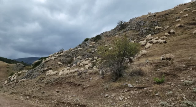 Amasya’da yaylacıların dönüş yolculuğu başladı