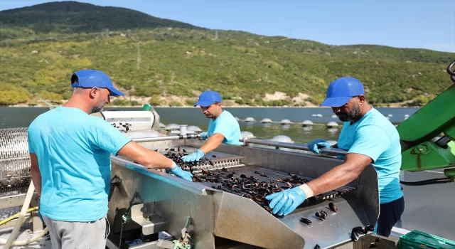 CarrefourSA’dan deniz ürünleri cirolarını 19 bin tona çıkarma hedefi