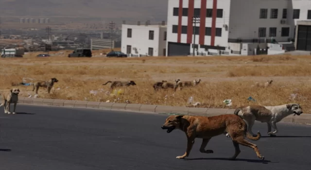 Irak’ın Süleymaniye kentinde sahipsiz köpeklerin halk için tehlike oluşturduğu belirtiliyor