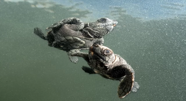 Antalya’da caretta caretta yavrularının yuvalarından çıkışı görüntülendi