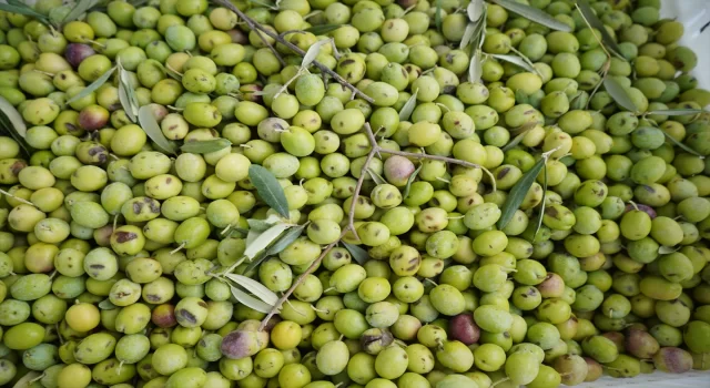 Türkiye’nin önemli zeytin üretim merkezlerinden Ayvalık’ta hasat başladı