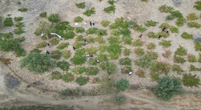 Şırnak’ta ”Behdini Üzümü Hasat Şenliği” düzenlendi