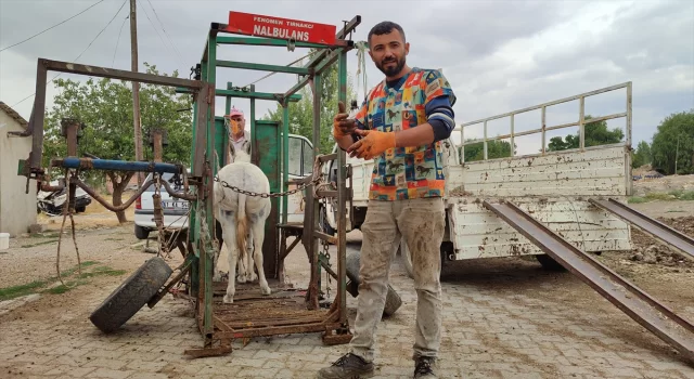 ”Nalbulans” ile sahipsiz hayvanlara ücretsiz tırnak bakımı