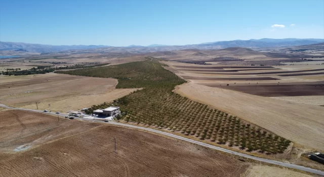 Elazığ’da 472 bin ağaçta yetiştirilen bademde hasat zamanı