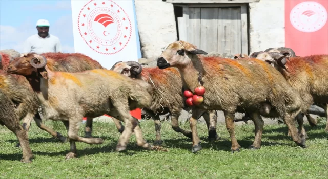 Kars’ta asırlık ”koç katım” geleneği renkli görüntülerle yaşatılıyor 