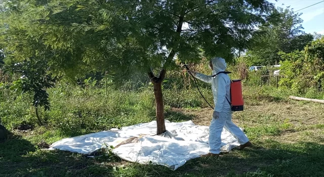 Samsun’da çiftçilere kahverengi kokarca ile mücadele yöntemleri anlatıldı