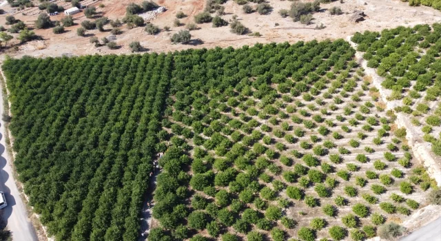 Mersin’de erkenci limon hasadı başladı