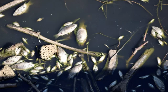 Manisa’da Gediz Nehri’ndeki balık ölümleriyle ilişkin araştırma başlatıldı