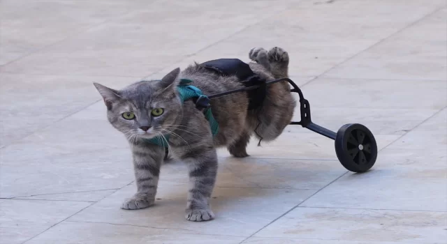 Denizli’de bir hayvansever felçli kedi için yürüteç yaptı