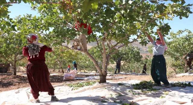 Siirt’te ”Siirt Fıstığı Doğa ve Kültür Festivali” kapsamında fıstık hasadı yapıldı