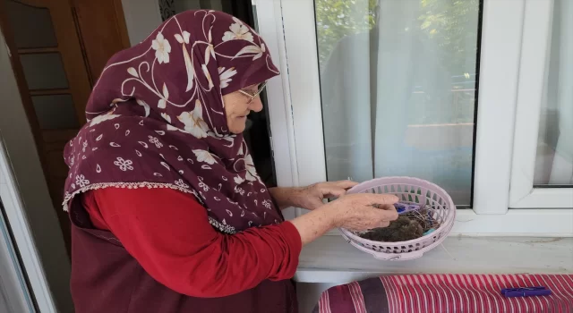 Amasya’da annesinin terk ettiği kumru yavrusuna 78 yaşındaki kadın sahip çıktı