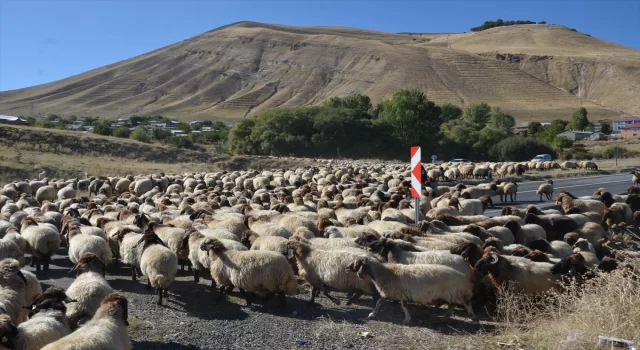 Muş’ta göçerler havanın soğumasıyla dönüş yolculuğuna başladı