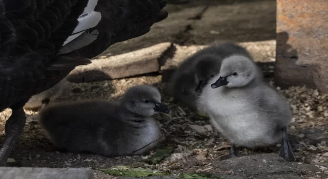 Kuğulu Park’ta 5 kuğu yavrusu dünyaya geldi