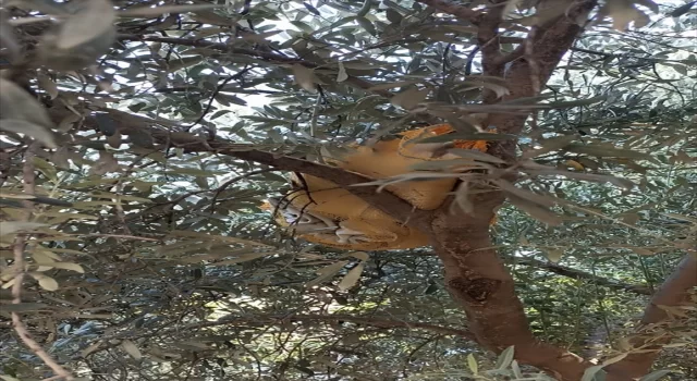 Adana’da zeytin ağacına saklanmış 1569 uyuşturucu etkili hap ele geçirildi