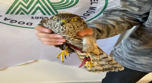 Şırnak’ta yaralı bulunan atmaca tedavisinin ardından doğaya salındı