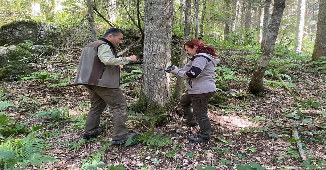 Bartın’da aynada kendini gören ayının tepkisi fotokapan tarafından kaydedildi