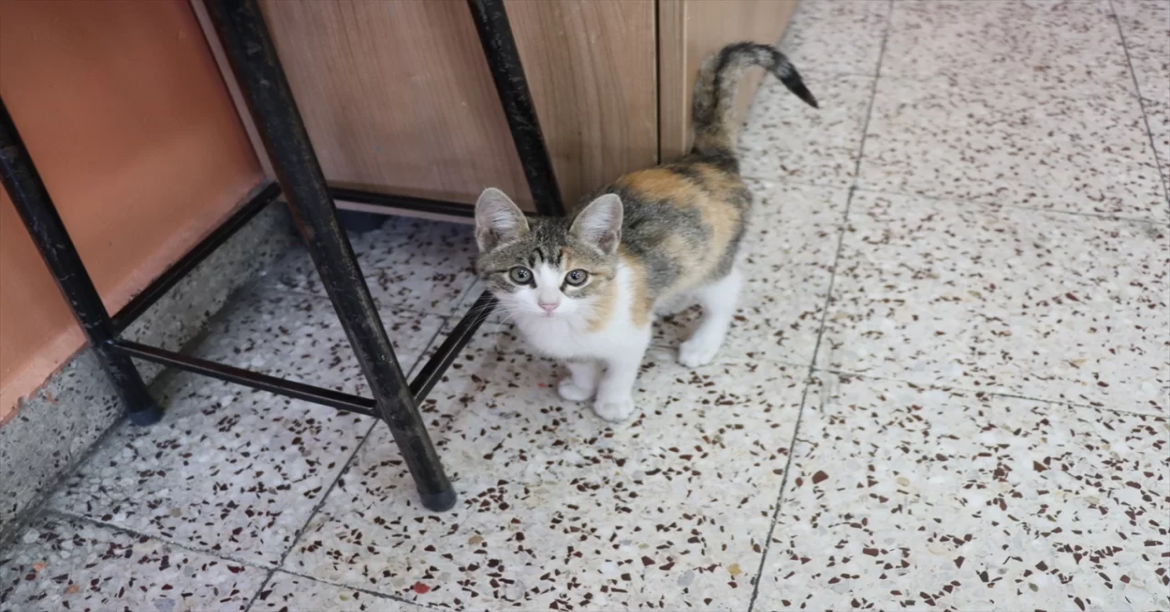 Kedi ”Karamel” sınıfın 36’ncı öğrencisi oldu